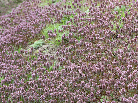 Lamium purpureum