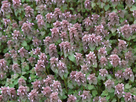 Lamium purpureum