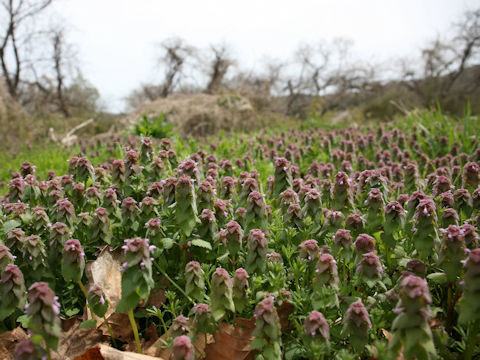 Lamium purpureum