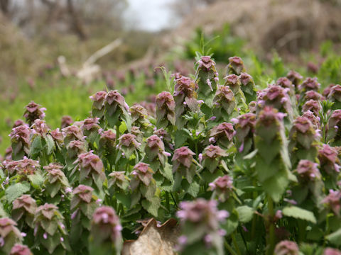 Lamium purpureum