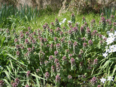 Lamium purpureum