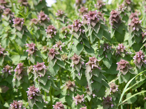 Lamium purpureum