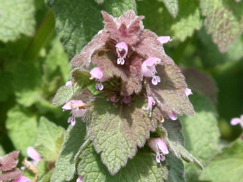 Lamium purpureum