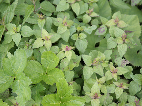 Lamium purpureum