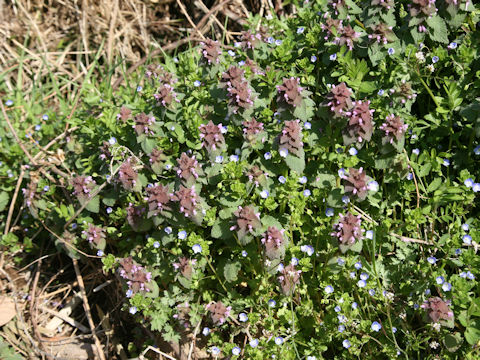 Lamium purpureum