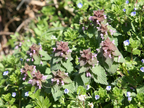 Lamium purpureum