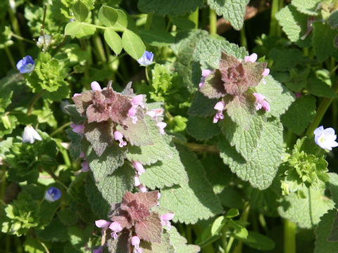 Lamium purpureum