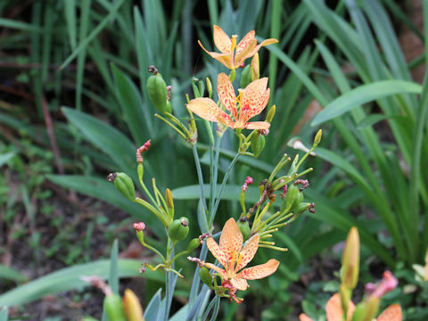 Belamcanda chinensis