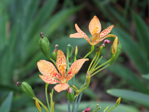 Belamcanda chinensis