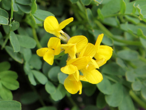 Hippocrepis comosa