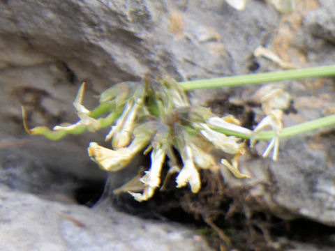 Hippocrepis comosa