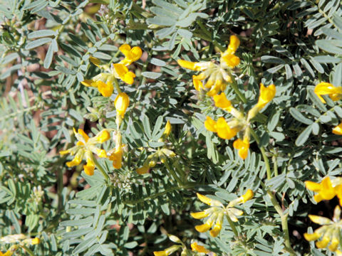 Hippocrepis comosa