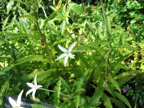 Hippobroma longiflora