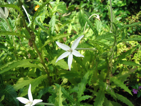 Hippobroma longiflora