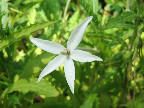 Hippobroma longiflora