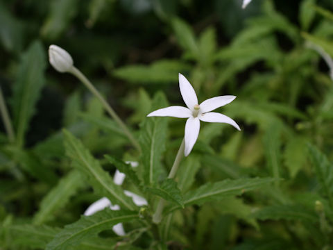 Hippobroma longiflora