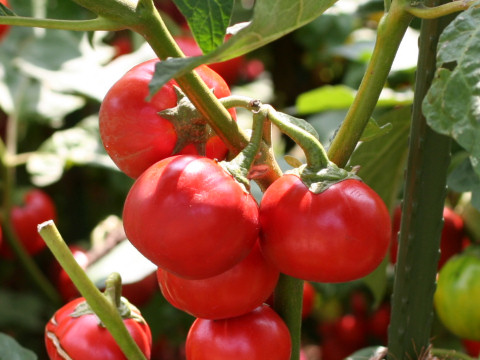 Solanum intergrifolium