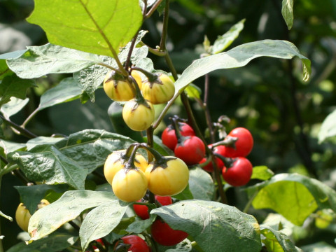 Solanum intergrifolium