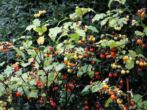 Solanum intergrifolium