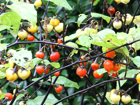 Solanum intergrifolium