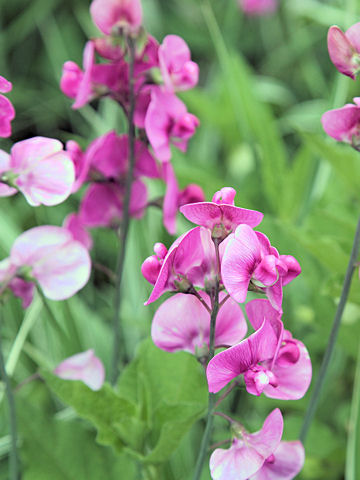 Lathyrus latifolius