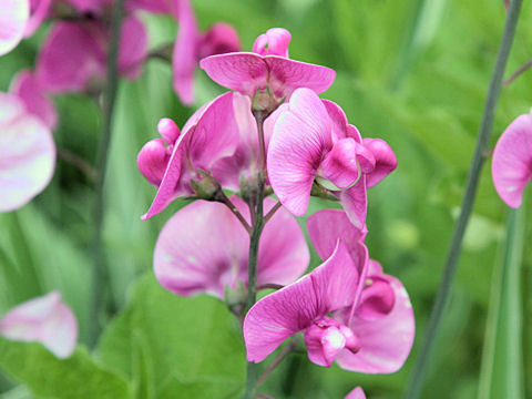 Lathyrus latifolius