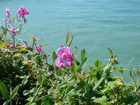 Lathyrus latifolius