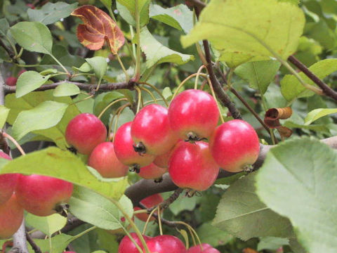 Malus x cerasifera