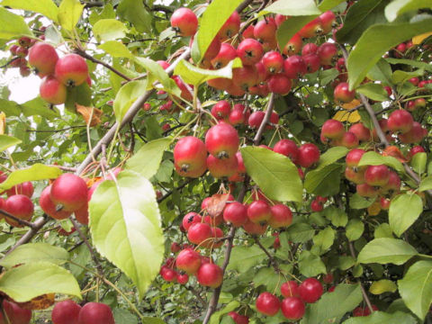 Malus x cerasifera