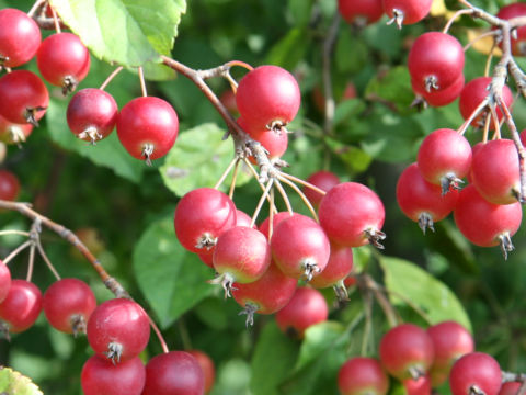 Malus x cerasifera