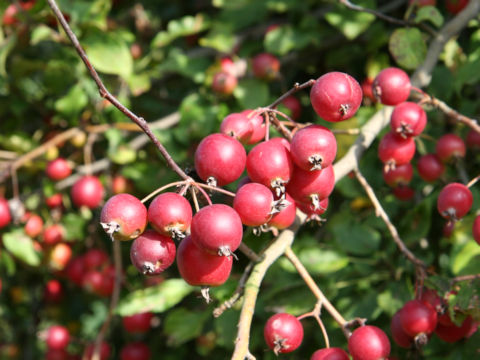 Malus x cerasifera