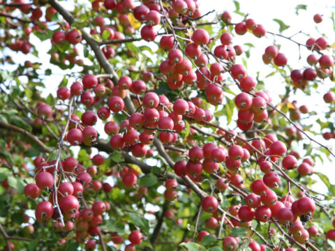 Malus x cerasifera