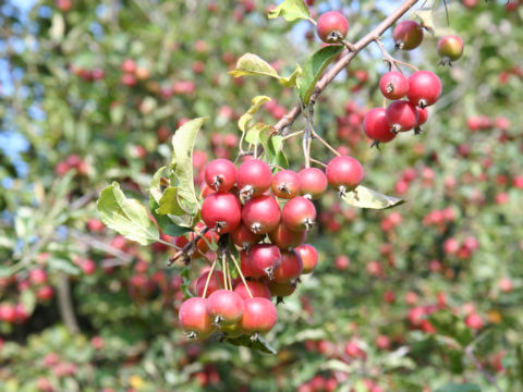 Malus x cerasifera