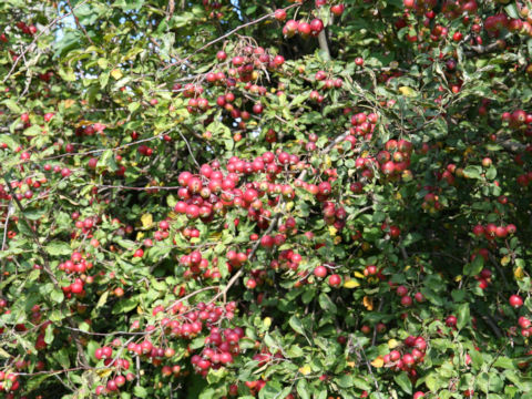 Malus x cerasifera