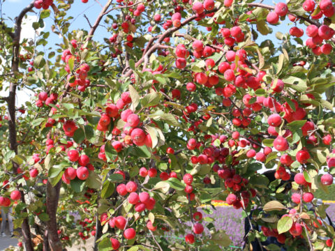 Malus x cerasifera