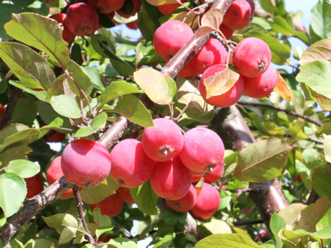 Malus x cerasifera