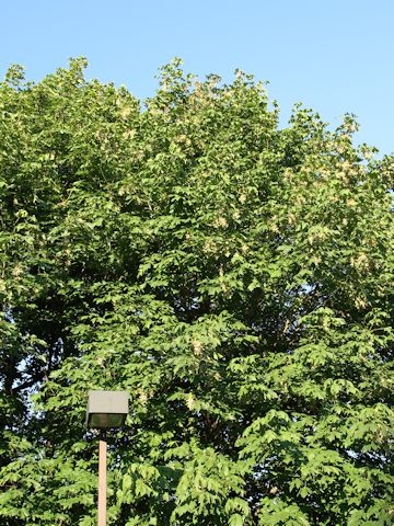 Acer macrophyllum