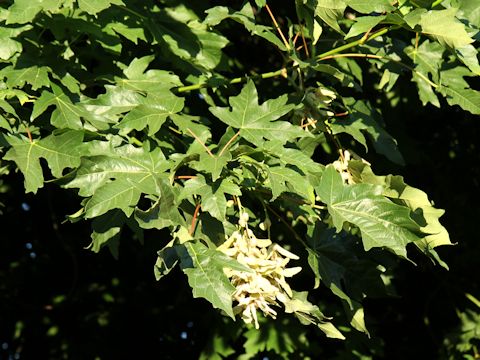 Acer macrophyllum