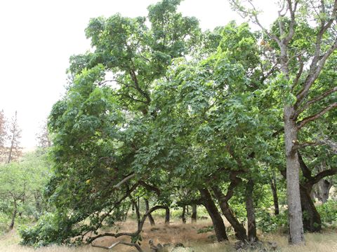 Acer macrophyllum