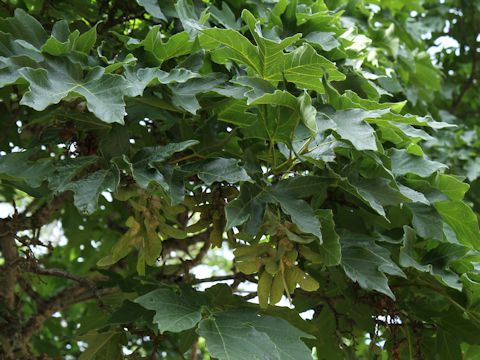 Acer macrophyllum