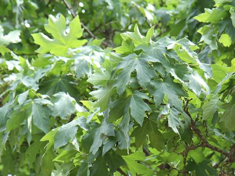 Acer macrophyllum