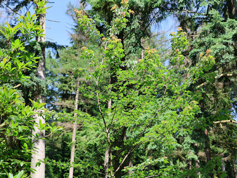 Acer macrophyllum