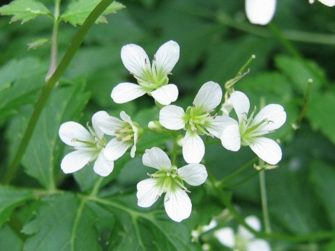 Cardamine appendiculata