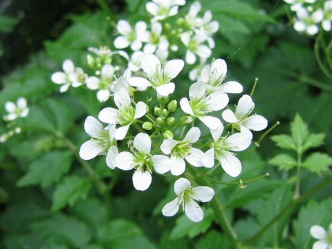 Cardamine appendiculata