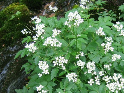 Cardamine appendiculata