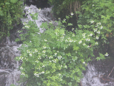 Cardamine appendiculata