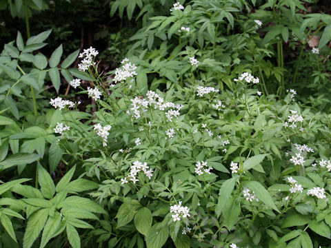 Cardamine appendiculata