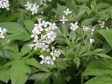 Cardamine appendiculata