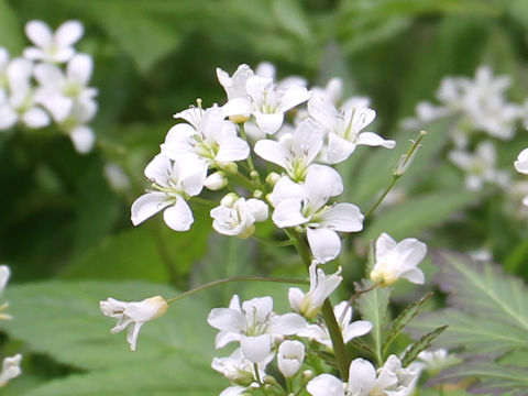 Cardamine appendiculata