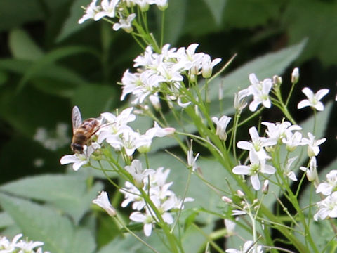 Cardamine appendiculata